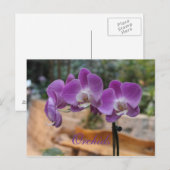 Carte Postale Orchidées # 11 (Devant / Derrière)