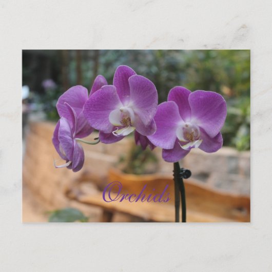 Carte Postale Orchidées # 11 (Devant)