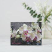 Carte Postale Orchidées # 17 (Debout devant)
