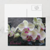 Carte Postale Orchidées # 17 (Devant / Derrière)