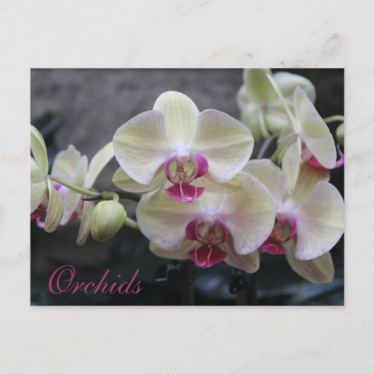 Carte Postale Orchidées # 17 (Devant)