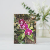 Carte Postale Orchidées # 26 (Debout devant)