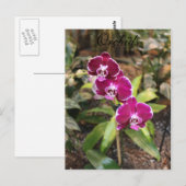 Carte Postale Orchidées # 26 (Devant / Derrière)