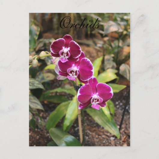 Carte Postale Orchidées # 26 (Devant)