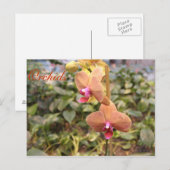Carte Postale Orchidées # 4 (Devant / Derrière)