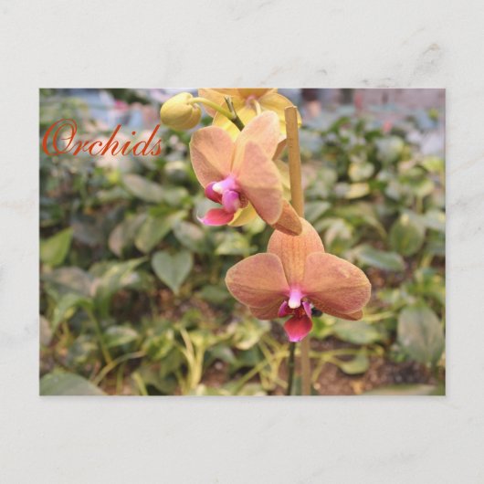 Carte Postale Orchidées # 4 (Devant)