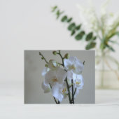 Carte Postale Orchidées blanches (Debout devant)
