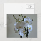 Carte Postale Orchidées blanches (Devant / Derrière)