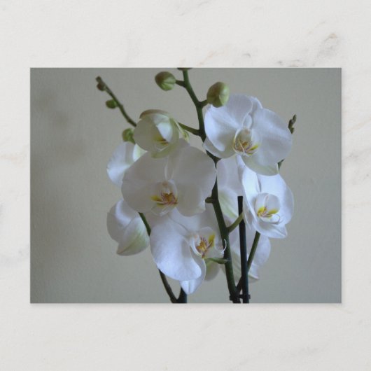 Carte Postale Orchidées blanches (Devant)