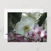Carte Postale Orchidées blanches et violettes (Devant / Derrière)