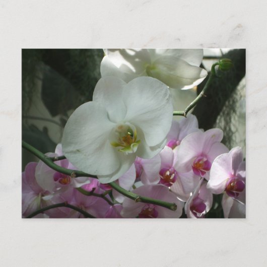 Carte Postale Orchidées blanches et violettes (Devant)