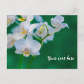 Carte Postale Orchidées blanches sur fond vert (Devant)