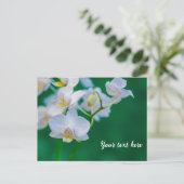 Carte Postale Orchidées blanches sur fond vert (Debout devant)