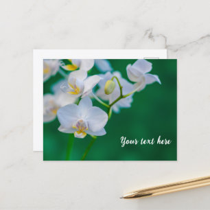 Carte Postale Orchidées blanches sur fond vert
