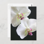 Carte Postale Orchidées blanches sur noir (Devant / Derrière)