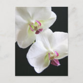 Carte Postale Orchidées blanches sur noir (Devant)