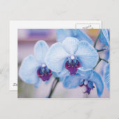 Carte Postale Orchidées bleues (Devant / Derrière)