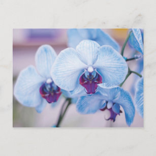 Carte Postale Orchidées bleues