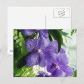 Carte Postale Orchidées bleues (Devant / Derrière)