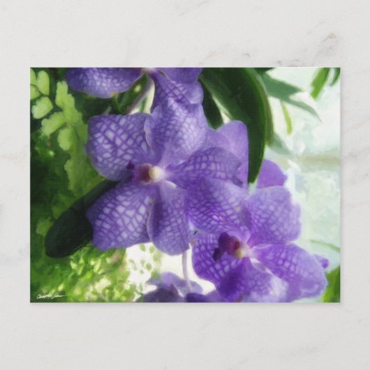 Carte Postale Orchidées bleues (Devant)