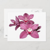Carte postale Orchidées Cymbidium Rose (Devant / Derrière)