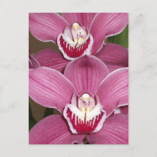 Carte postale Orchidées Cymbidium Rose