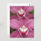 Carte postale Orchidées Cymbidium Rose (Devant / Derrière)