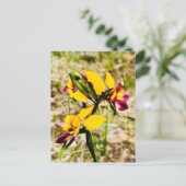Carte Postale Orchidées d'ânes (Debout devant)