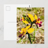 Carte Postale Orchidées d'ânes (Devant / Derrière)