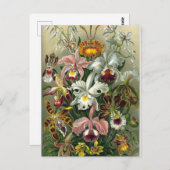 Carte Postale Orchidées d'art - Formes d'art de la nature (Devant / Derrière)