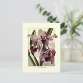 Carte Postale Orchidées de Cattleya (Debout devant)