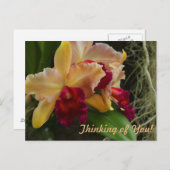 Carte Postale Orchidées de cattleya à fleurs orange (Devant / Derrière)