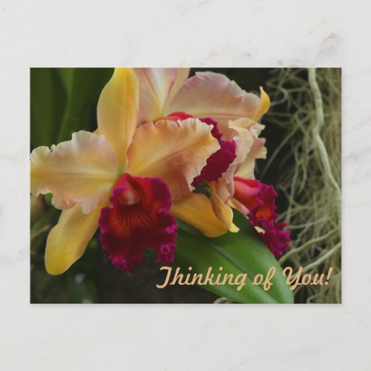 Carte Postale Orchidées de cattleya à fleurs orange (Devant)