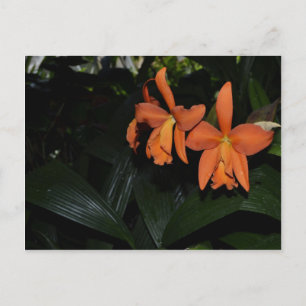 Carte Postale Orchidées de Cattleya et Plantes tropicaux