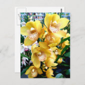 Carte Postale Orchidées de Cymbidium Jaune (Devant / Derrière)
