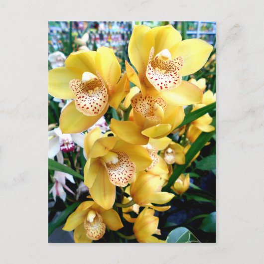 Carte Postale Orchidées de Cymbidium Jaune (Devant)