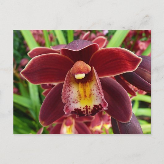 Carte Postale Orchidées de Maroon I Beau Floral Rouge (Devant)
