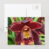 Carte Postale Orchidées de Maroon I Beau Floral Rouge (Devant / Derrière)