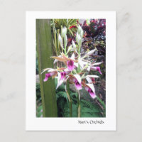 Orchidées de Nun 2