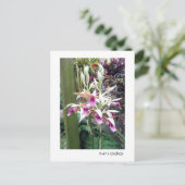 Carte Postale Orchidées de Nun 2 (Debout devant)