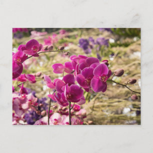 Carte Postale Orchidées de papillons roses