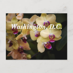 Carte Postale Orchidées de rose et de jaune, Washington, D.C.
