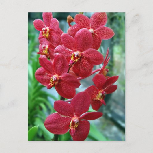 Carte Postale Orchidées de vanda rouge (Devant)