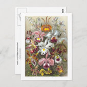 Carte Postale Orchidées Ernst Haeckel Fine Art (Devant / Derrière)