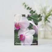 Carte Postale orchidées hawaïennes (Debout devant)