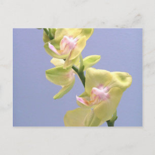 Carte Postale Orchidées jaunes et roses sur la lavande