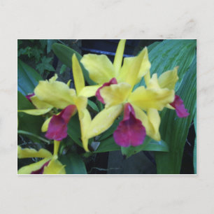 Carte postale Orchidées Jaunes et Violettes