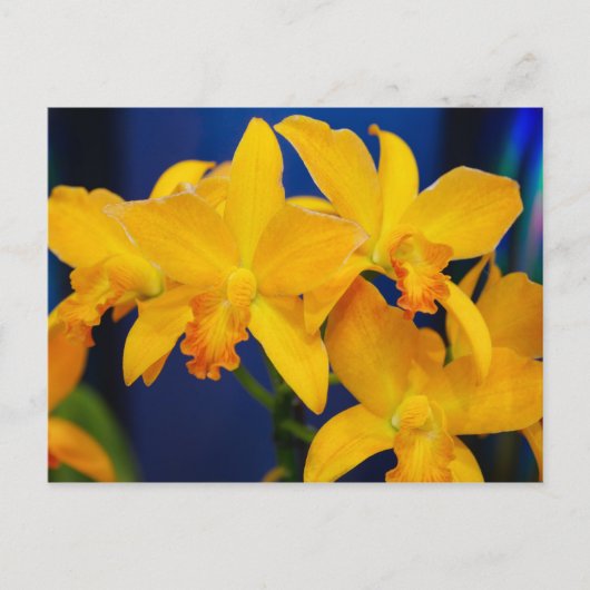Carte postale Orchidées Jaunes Profonds (Devant)
