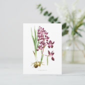 Carte Postale Orchidées laxiflora (Debout devant)