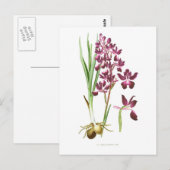 Carte Postale Orchidées laxiflora (Devant / Derrière)